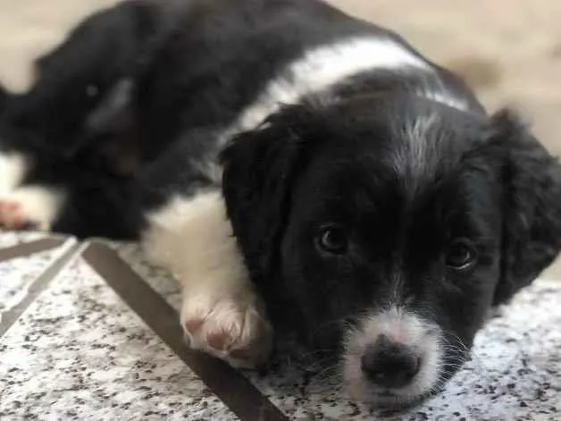 Cachorro ra a Vira-Lata idade Abaixo de 2 meses nome Aurora