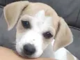 Luna, Mel