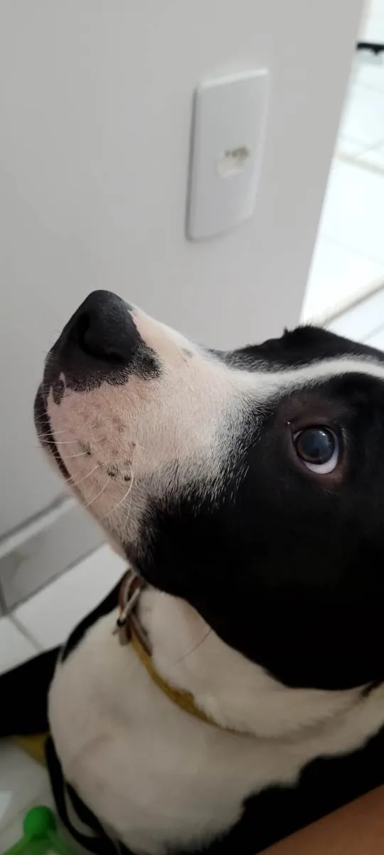 Cachorro raça Pitbull idade 2 a 6 meses nome Dereck