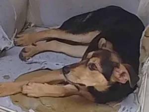 Cachorro raça Raça mista idade 2 a 6 meses nome PANDORA 