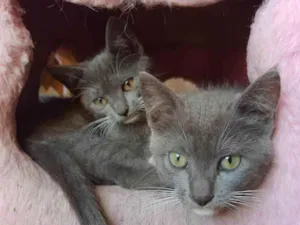 Gato raça Mestiço  idade 2 a 6 meses nome Hans