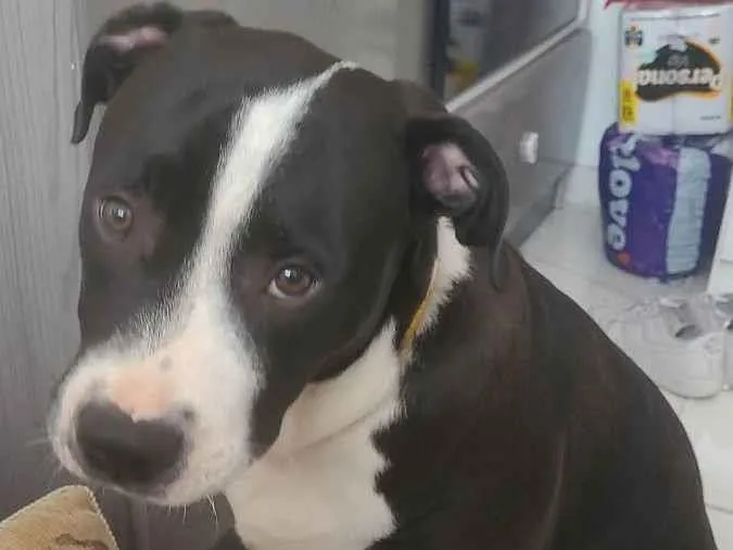 Cachorro raça Pitbull idade 2 a 6 meses nome Dereck