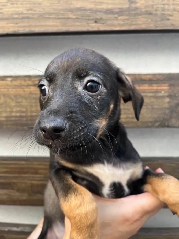 Cachorro raça SRD  idade Abaixo de 2 meses nome Sem Nome