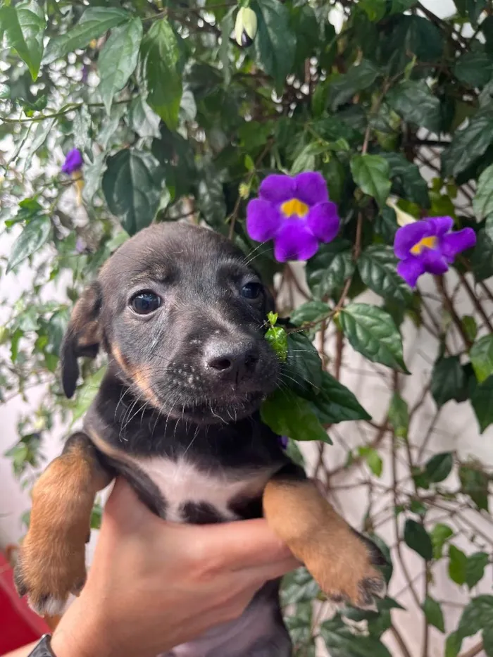 Cachorro raça SRD  idade Abaixo de 2 meses nome Sem Nome