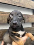 Cachorro raça SRD  idade Abaixo de 2 meses nome Sem Nome