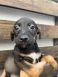 Cachorro raça SRD  idade Abaixo de 2 meses nome Sem Nome