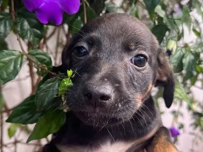Cachorro raça SRD  idade Abaixo de 2 meses nome Sem Nome