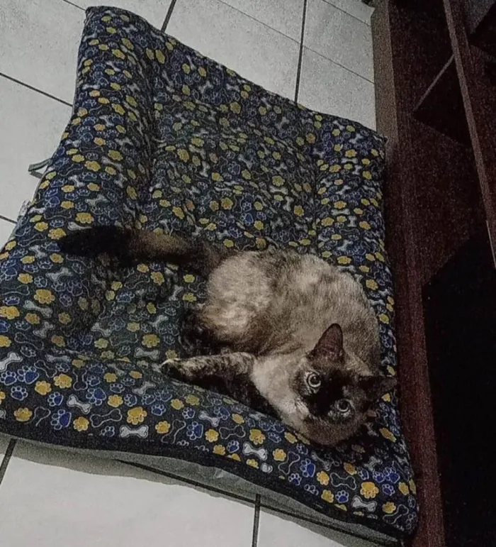 Gato ra a Vira lata idade 3 anos nome NINA