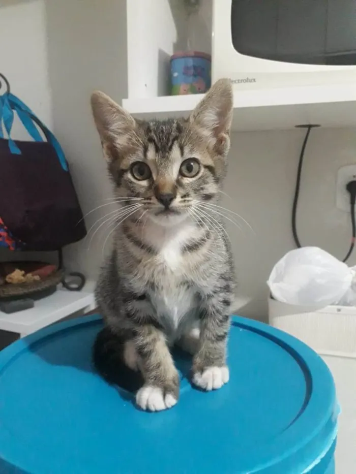 Gato ra a SRD idade Abaixo de 2 meses nome Filhotes