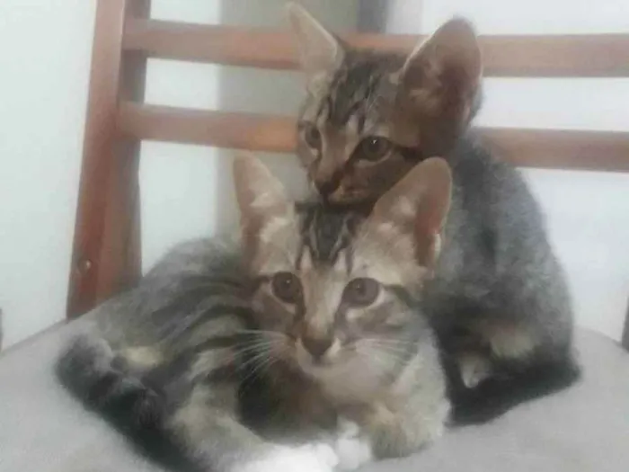 Gato ra a SRD idade Abaixo de 2 meses nome Filhotes