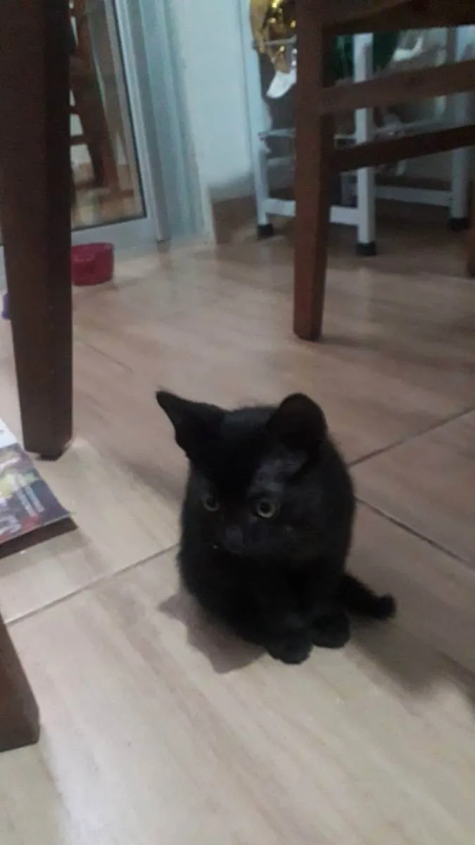Gato ra a SRD idade Abaixo de 2 meses nome Filhotes