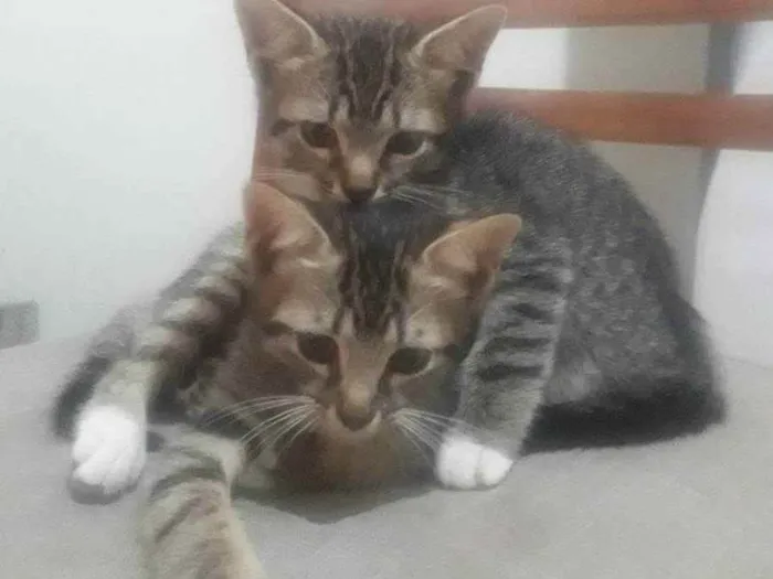 Gato ra a SRD idade Abaixo de 2 meses nome Filhotes