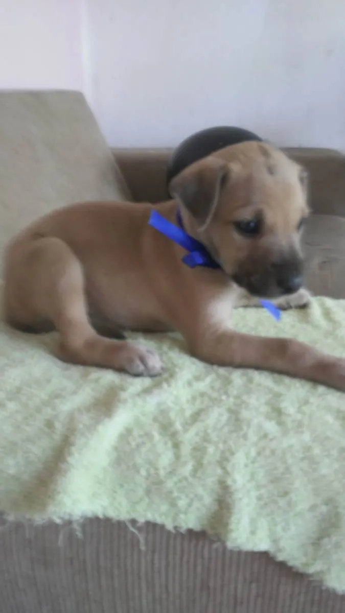 Cachorro ra a Comum idade 2 a 6 meses nome Sheik