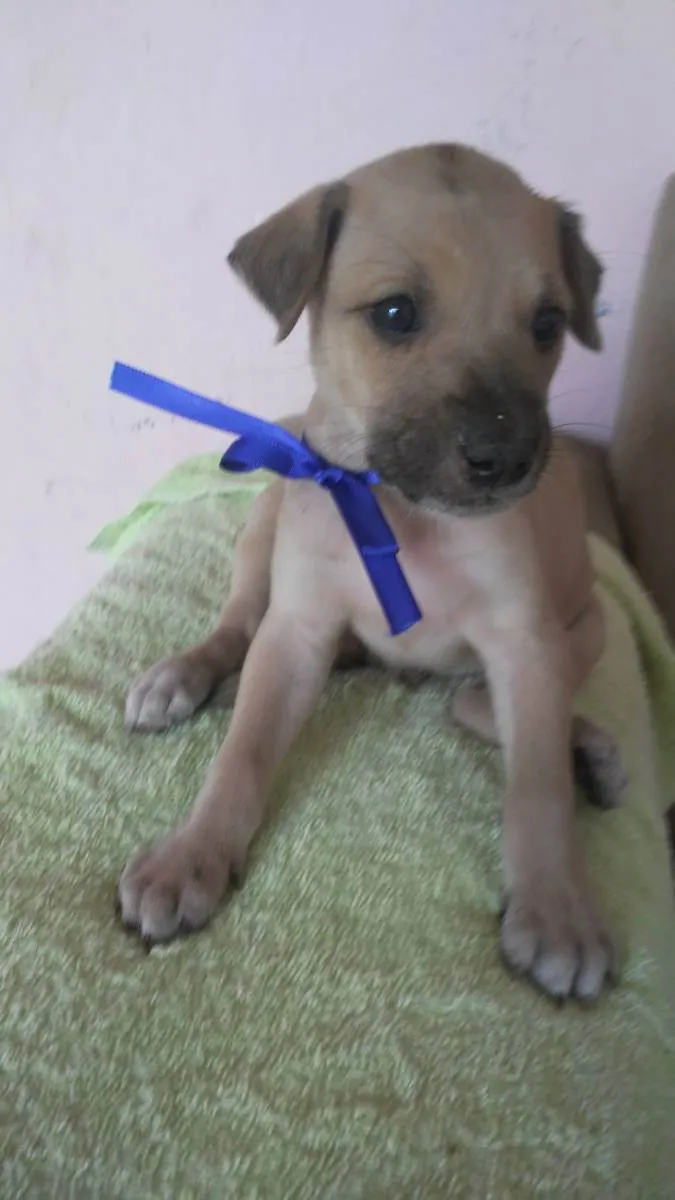 Cachorro ra a Comum idade 2 a 6 meses nome Sheik