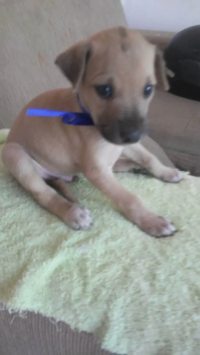 Cachorro ra a Comum idade 2 a 6 meses nome Sheik