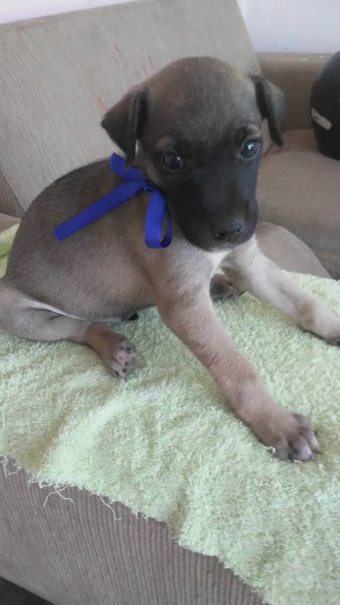 Cachorro ra a Comum idade 2 a 6 meses nome Toddy