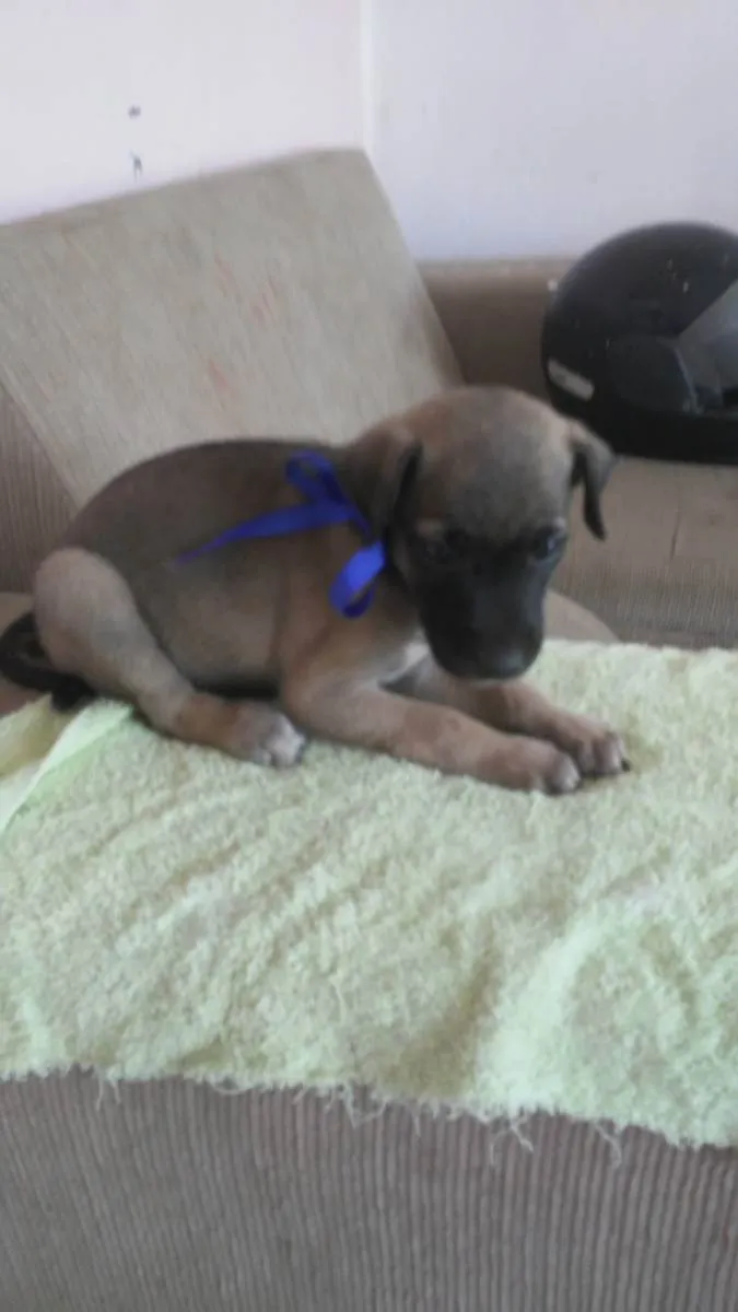Cachorro ra a Comum idade 2 a 6 meses nome Toddy