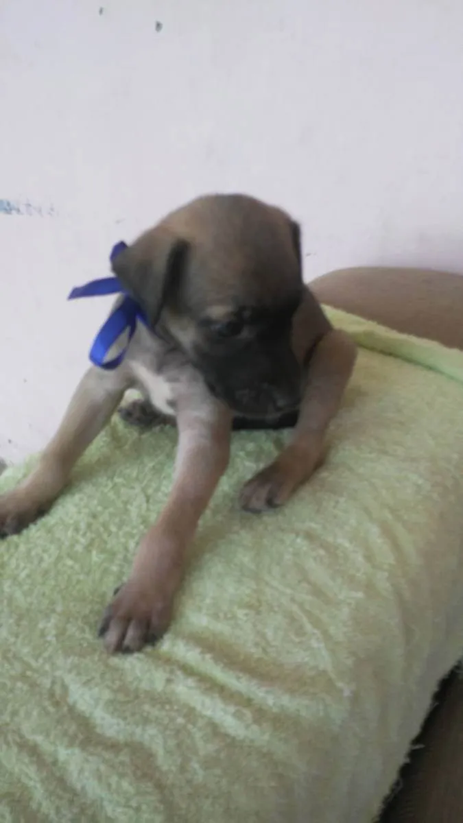Cachorro ra a Comum idade 2 a 6 meses nome Toddy