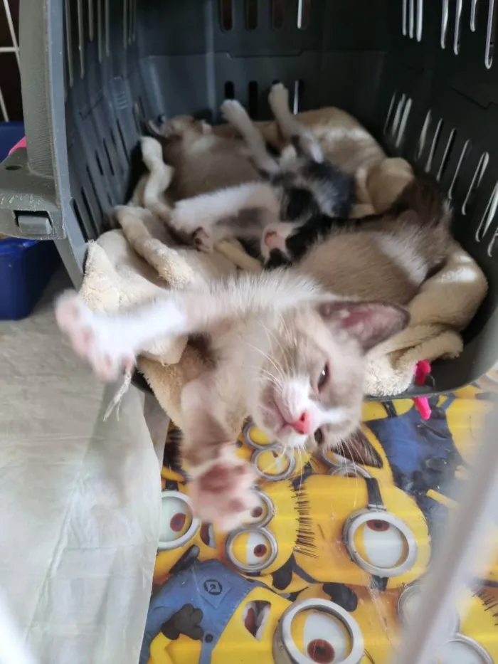 Gato ra a Felino SRD idade Abaixo de 2 meses nome Huguinho, Zezinho, L