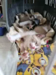 Huguinho, Zezinho, L