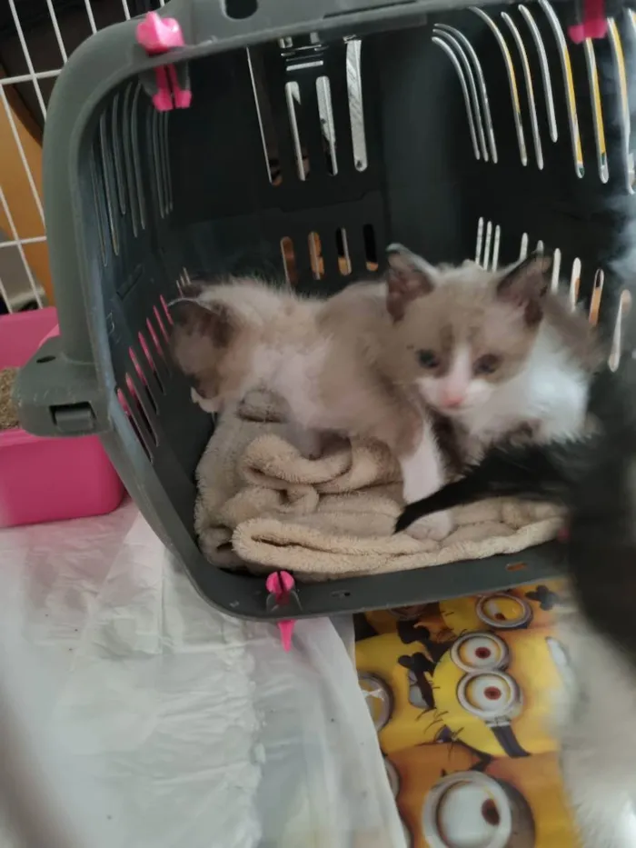 Gato ra a Felino SRD idade Abaixo de 2 meses nome Huguinho, Zezinho, L