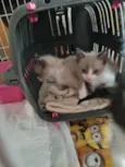 Huguinho, Zezinho, L
