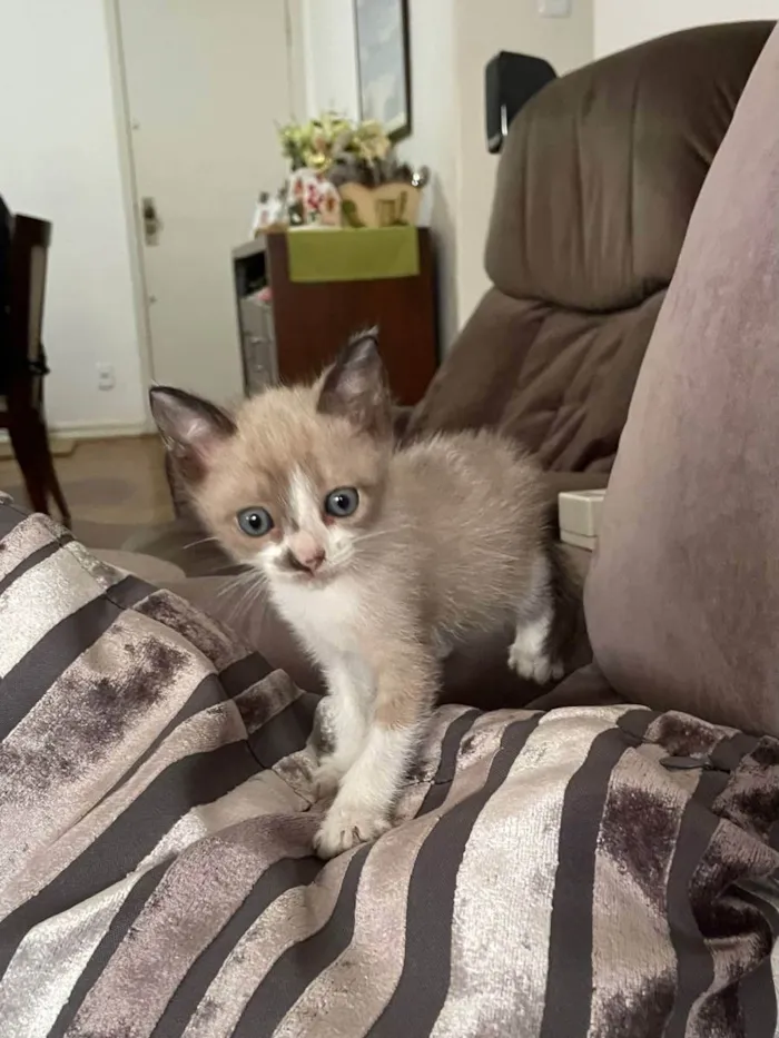 Gato ra a Felino SRD idade Abaixo de 2 meses nome Huguinho, Zezinho, L