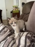 Huguinho, Zezinho, L