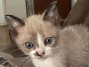 Gato raça Felino SRD idade Abaixo de 2 meses nome Huguinho, Zezinho, L