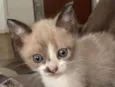 Huguinho, Zezinho, L