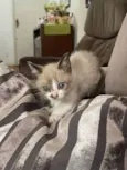 Huguinho, Zezinho, L