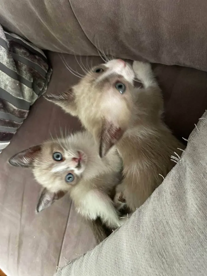Gato ra a Felino SRD idade Abaixo de 2 meses nome Huguinho, Zezinho, L