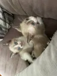 Huguinho, Zezinho, L