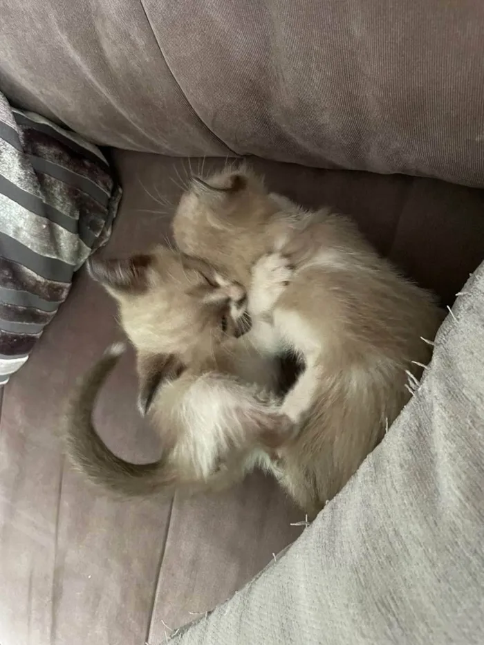 Gato ra a Felino SRD idade Abaixo de 2 meses nome Huguinho, Zezinho, L