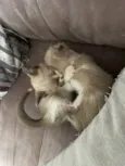 Huguinho, Zezinho, L