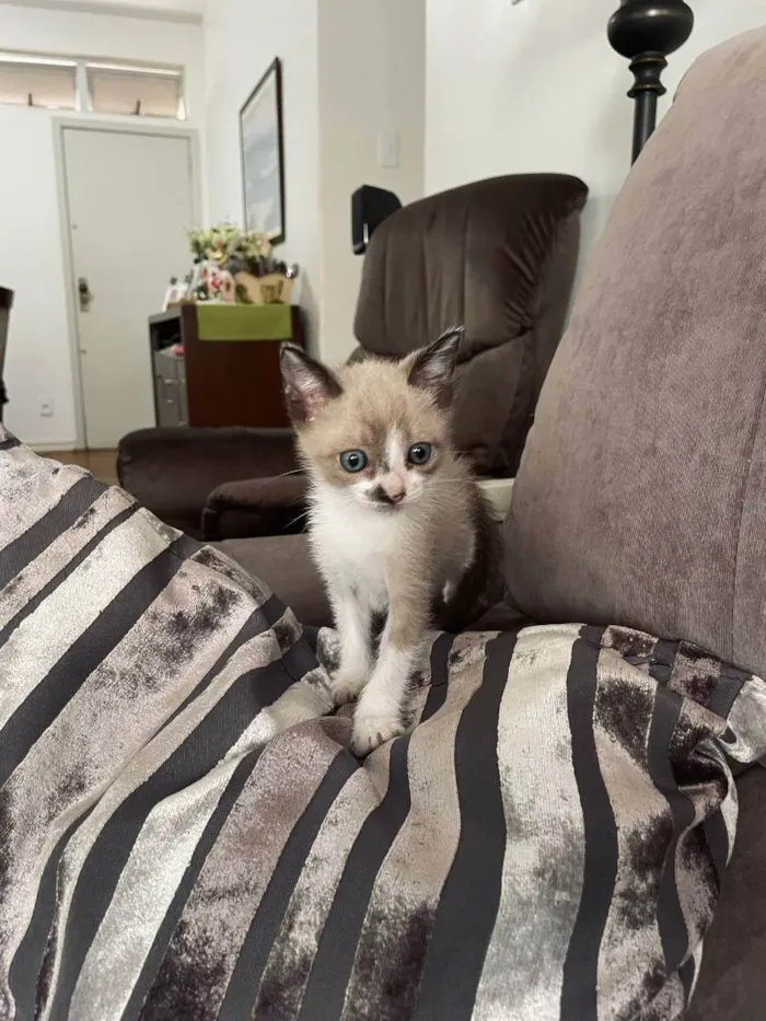 Gato ra a Felino SRD idade Abaixo de 2 meses nome Huguinho, Zezinho, L