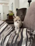 Huguinho, Zezinho, L