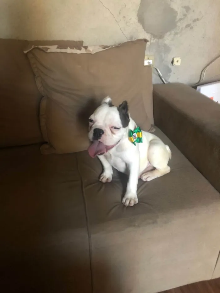 Cachorro raça Buldogue  idade 7 a 11 meses nome Bugos 