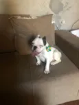 Bugos