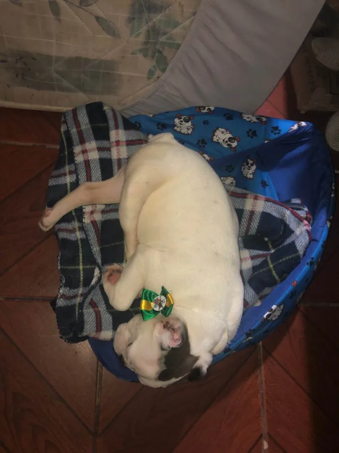 Cachorro raça Buldogue  idade 7 a 11 meses nome Bugos 
