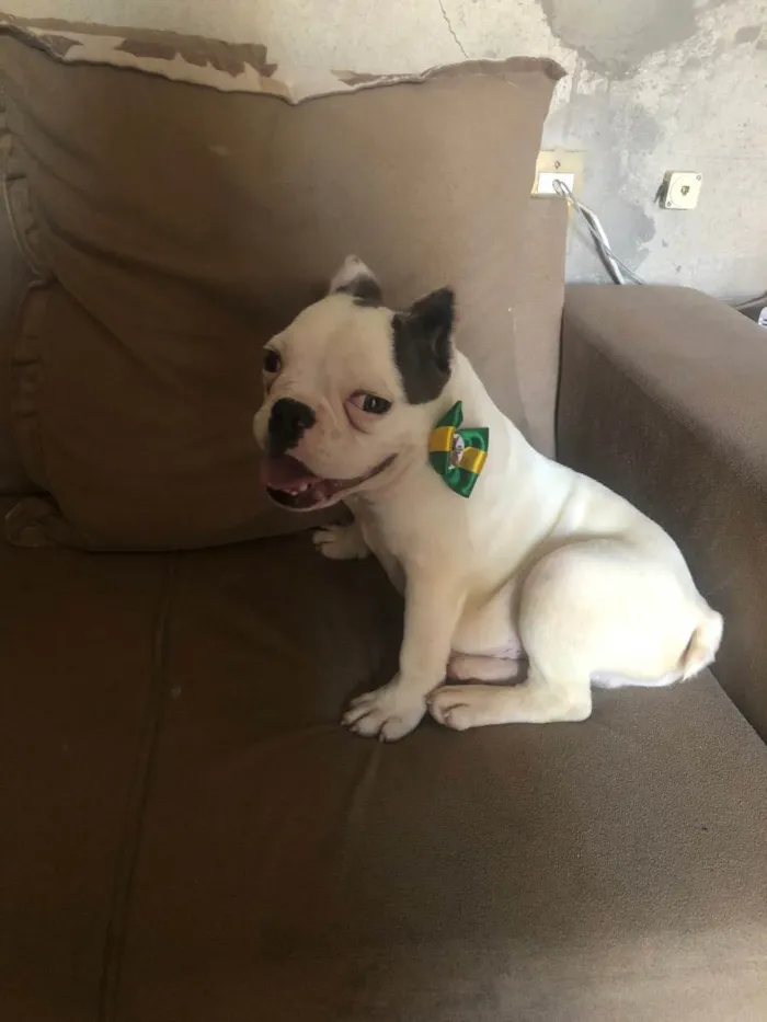 Cachorro raça Buldogue  idade 7 a 11 meses nome Bugos 