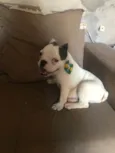 Bugos