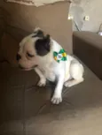 Bugos