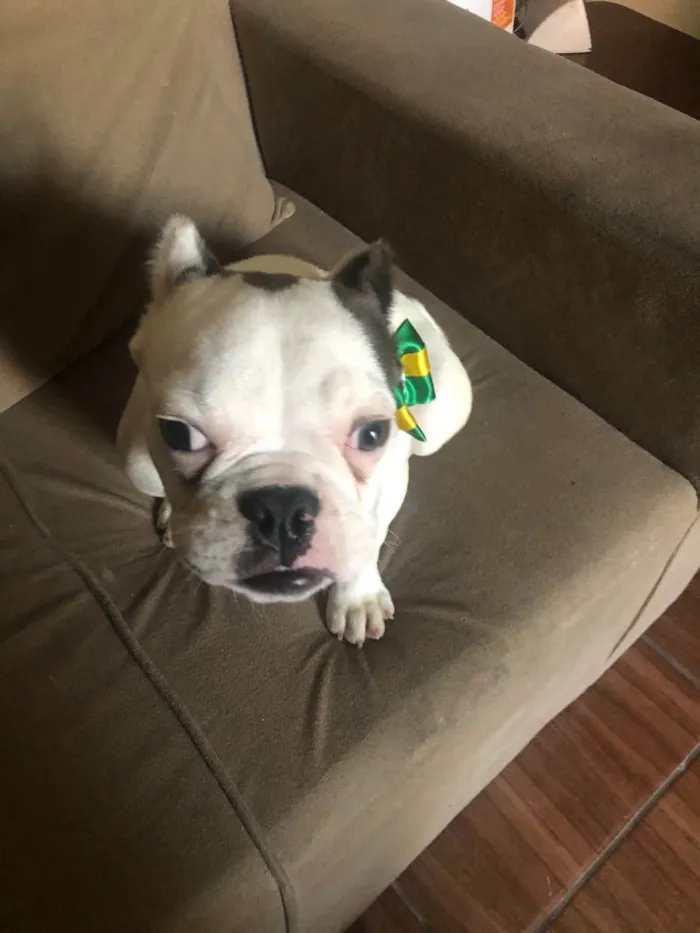 Cachorro raça Buldogue  idade 7 a 11 meses nome Bugos 