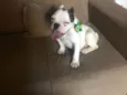 Bugos