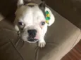 Bugos 