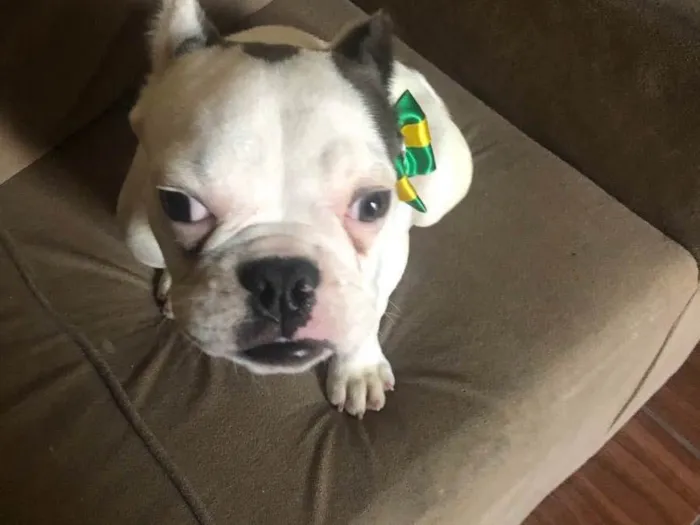 Cachorro raça Buldogue  idade 7 a 11 meses nome Bugos 