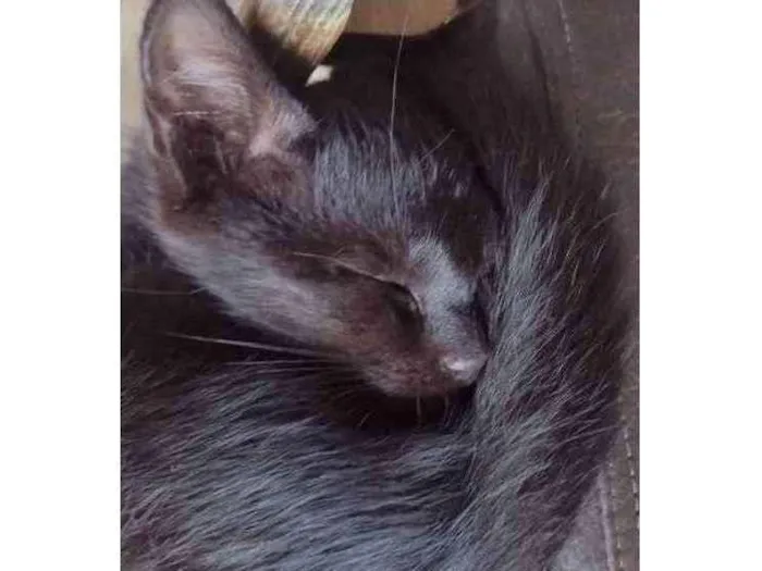 Gato raça Desconhecido  idade 2 a 6 meses nome Sem nome 