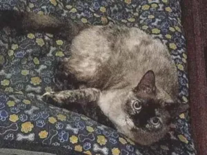 Gato raça Vira lata idade 3 anos nome NINA