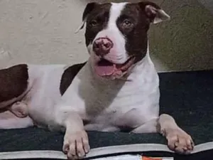 Cachorro raça Pitbull  idade 3 anos nome Duke